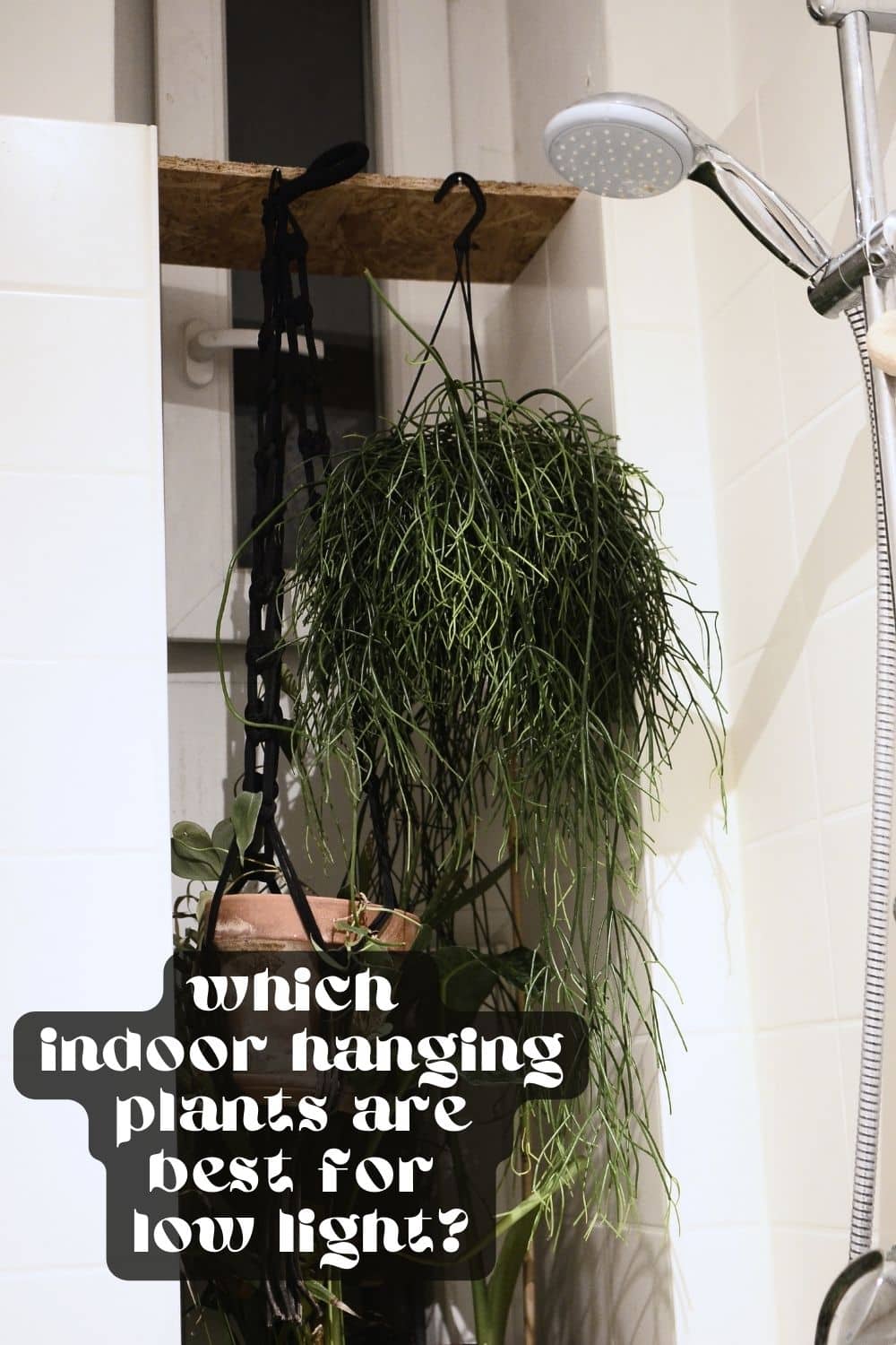 Indoor hanging plants add a touch of beauty and freshness to any living space - whether it's your home or workplace. However, not all indoor spaces receive ample natural light, making it challenging to choose the right plants that’ll thrive in low-light conditions. 