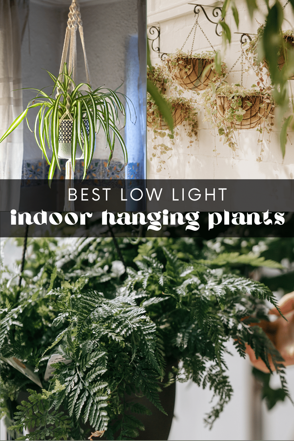 Indoor hanging plants add a touch of beauty and freshness to any living space - whether it's your home or workplace. However, not all indoor spaces receive ample natural light, making it challenging to choose the right plants that’ll thrive in low-light conditions. 