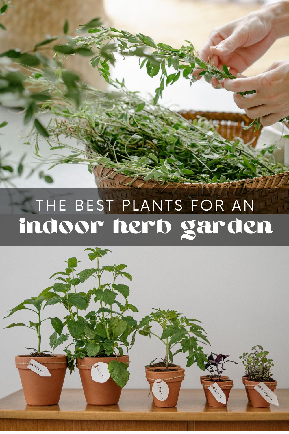 Don't worry if you lack outdoor space or a green thumb – plenty of herbs thrive indoors! Not only do these fresh herbs provide delicious flavor for your cooking, but growing herbs indoors adds freshness and life to your home. Many plants thrive in an indoor herb garden, so you can easily choose the best ones for your space!