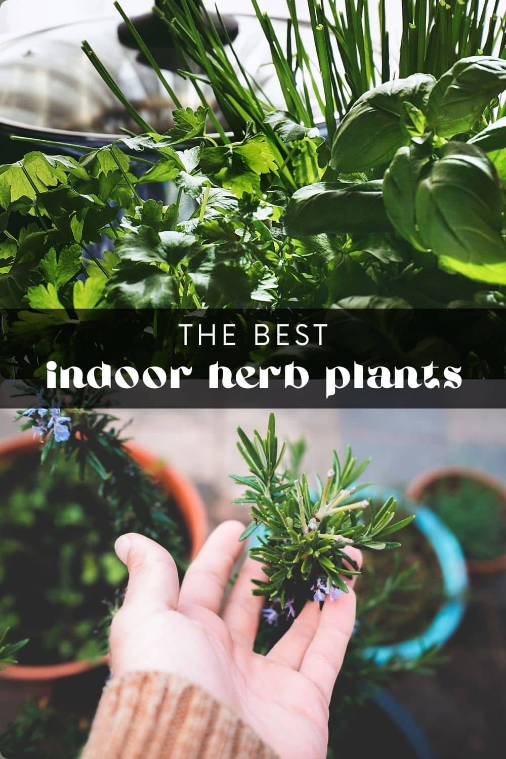 Don't worry if you lack outdoor space or a green thumb – plenty of herbs thrive indoors! Not only do these fresh herbs provide delicious flavor for your cooking, but growing herbs indoors adds freshness and life to your home. Many plants thrive in an indoor herb garden, so you can easily choose the best ones for your space!