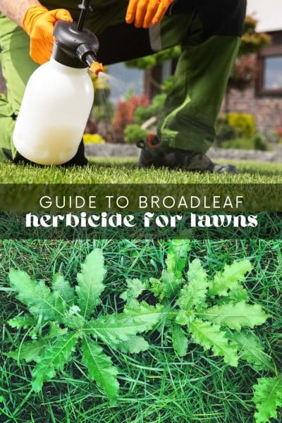 Broadleaf Herbicide for Lawns Guide