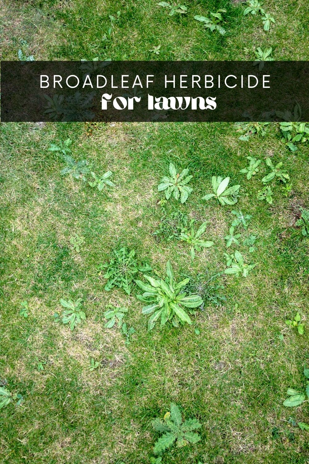 Do Plants Attract Gnats? • Longbourn Farm