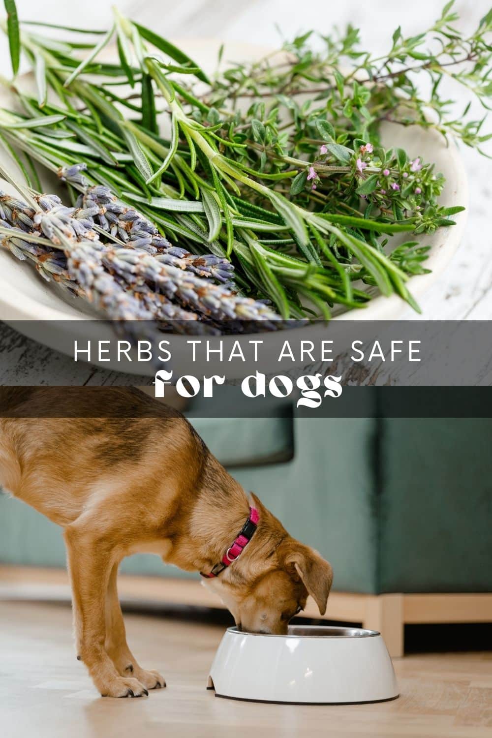 Dogs are not just pets; they're part of the family! And like any family member, we want to ensure they're healthy and cared for. Just as we do with our own bodies, it's important to pay attention to what our dogs ingest. Many plants and foods are unsafe for dogs and can cause serious health issues.