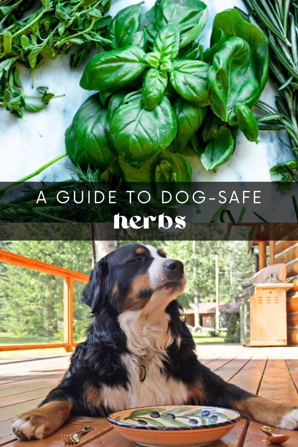 Dogs are not just pets; they're part of the family! And like any family member, we want to ensure they're healthy and cared for. Just as we do with our own bodies, it's important to pay attention to what our dogs ingest. Many plants and foods are unsafe for dogs and can cause serious health issues.