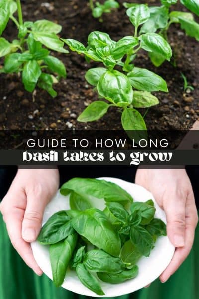 How Long Does It Take Basil to Grow?