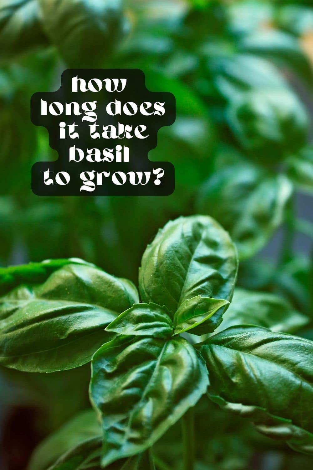 Growing herbs at home is an easy and budget-friendly way to add freshness to your meals! If you're looking to start a herb garden, basil is probably one of the first herbs you'll want to grow. It's versatile and adds a ton of flavor to many dishes. But how long does basil take to grow, and what do you need to know before planting?