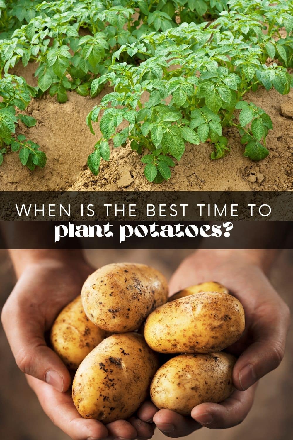 We all love potatoes, right? Whether they're mashed, boiled, roasted, or baked – potatoes are a staple food for many families. And growing your own potatoes is not as difficult as it might seem! In fact, potatoes are pretty low-maintenance vegetables and can be grown in your garden or even in pots. But how long do potatoes take to grow?