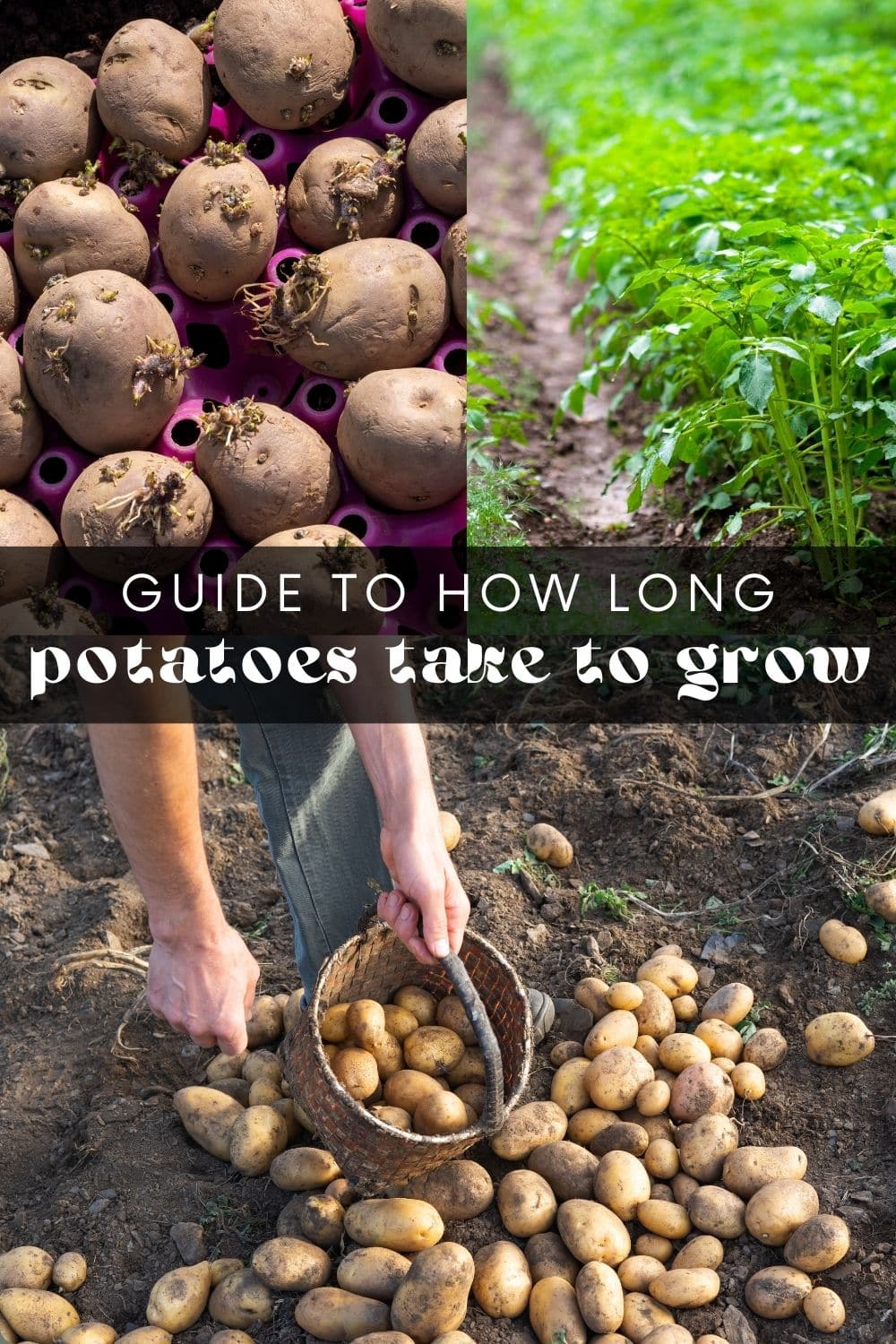 We all love potatoes, right? Whether they're mashed, boiled, roasted, or baked – potatoes are a staple food for many families. And growing your own potatoes is not as difficult as it might seem! In fact, potatoes are pretty low-maintenance vegetables and can be grown in your garden or even in pots. But how long do potatoes take to grow?