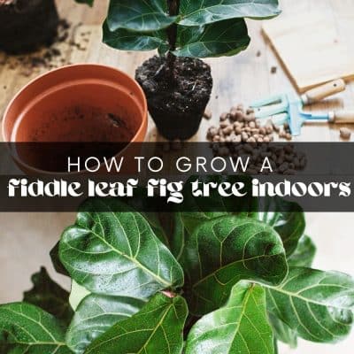 If you're looking for a statement piece that adds both height and greenery, you've likely come across the fiddle leaf fig tree. It's the perfect plant to add some life into your home! But is it even possible to grow a fiddle leaf fig tree indoors?