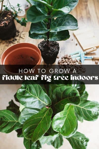 How to Grow a Fiddle Leaf Fig Tree Indoors