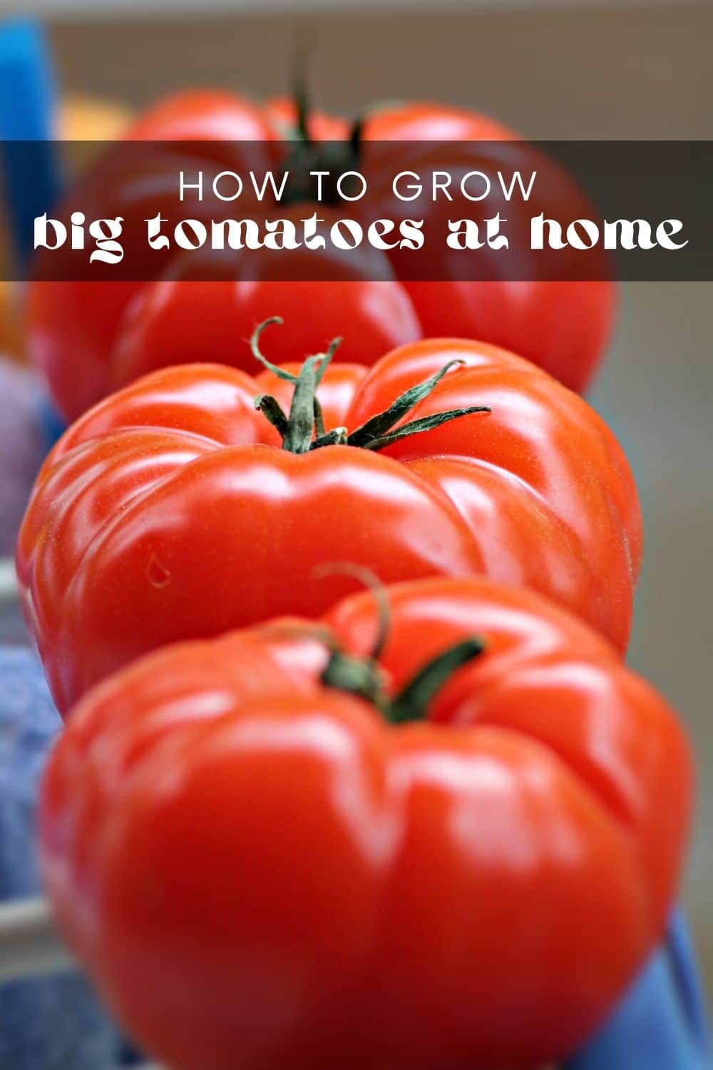 Tomatoes have to be top on the list for anyone starting a vegetable garden. They can be grown almost anywhere and come in various sizes, shapes, and colors. Big tomatoes make the best sandwiches and are perfect for canning! But did you know you can grow big tomatoes in pots? 