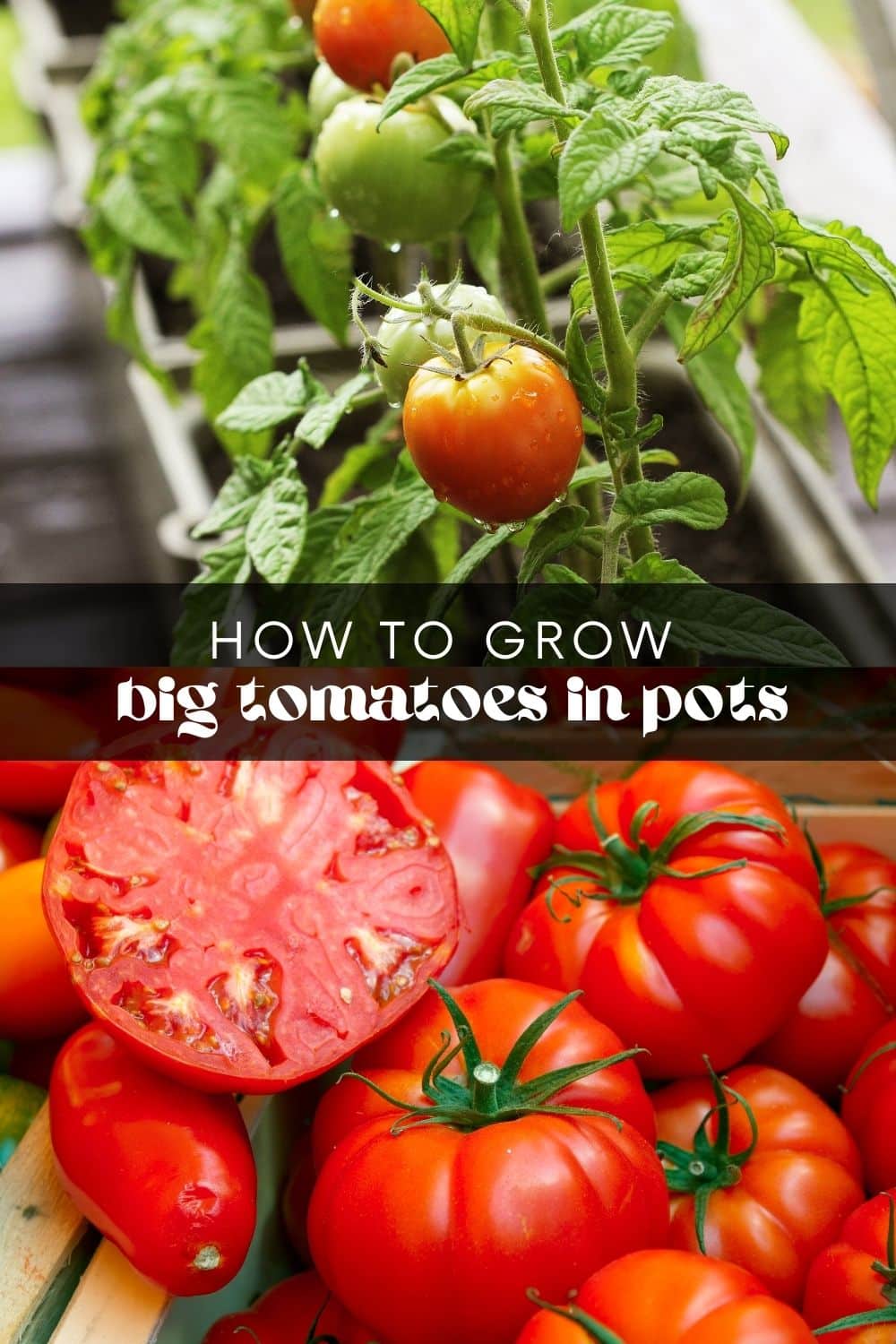 Tomatoes have to be top on the list for anyone starting a vegetable garden. They can be grown almost anywhere and come in various sizes, shapes, and colors. Big tomatoes make the best sandwiches and are perfect for canning! But did you know you can grow big tomatoes in pots? 