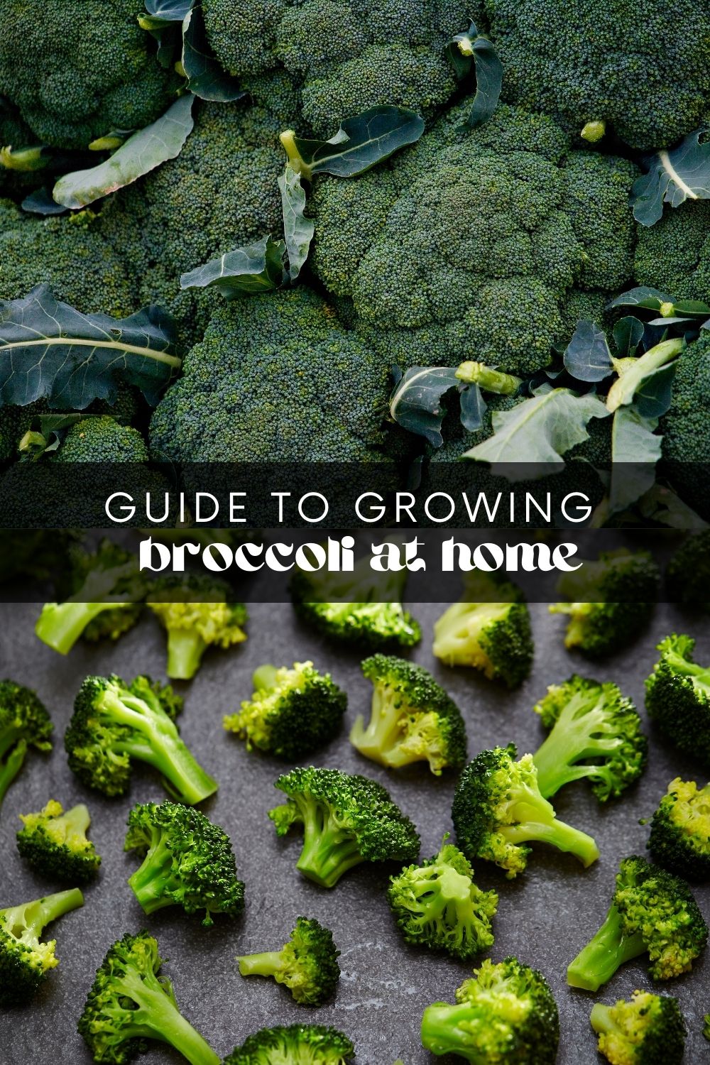 You don't need a ton of outdoor space to start growing broccoli. In fact, it's a great vegetable to grow in containers on your balcony or porch! Having your own broccoli plant is the perfect way to save some money while knowing exactly where your food has come from. 