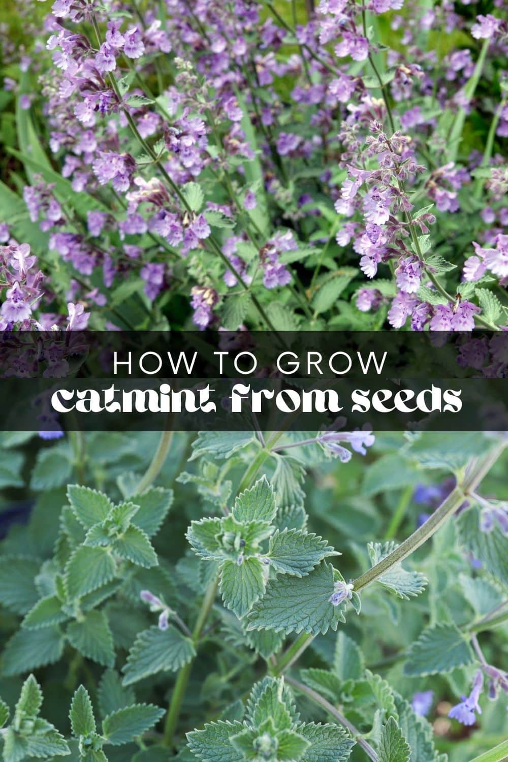 If you're looking for an easy and low-maintenance plant, catmint is an excellent choice. After all, who doesn't love a plant that will bloom for months, attract pollinators, AND is drought tolerant? Once you know how to grow catmint, you'll be surprised at how resilient and versatile this hardy perennial herb truly is.