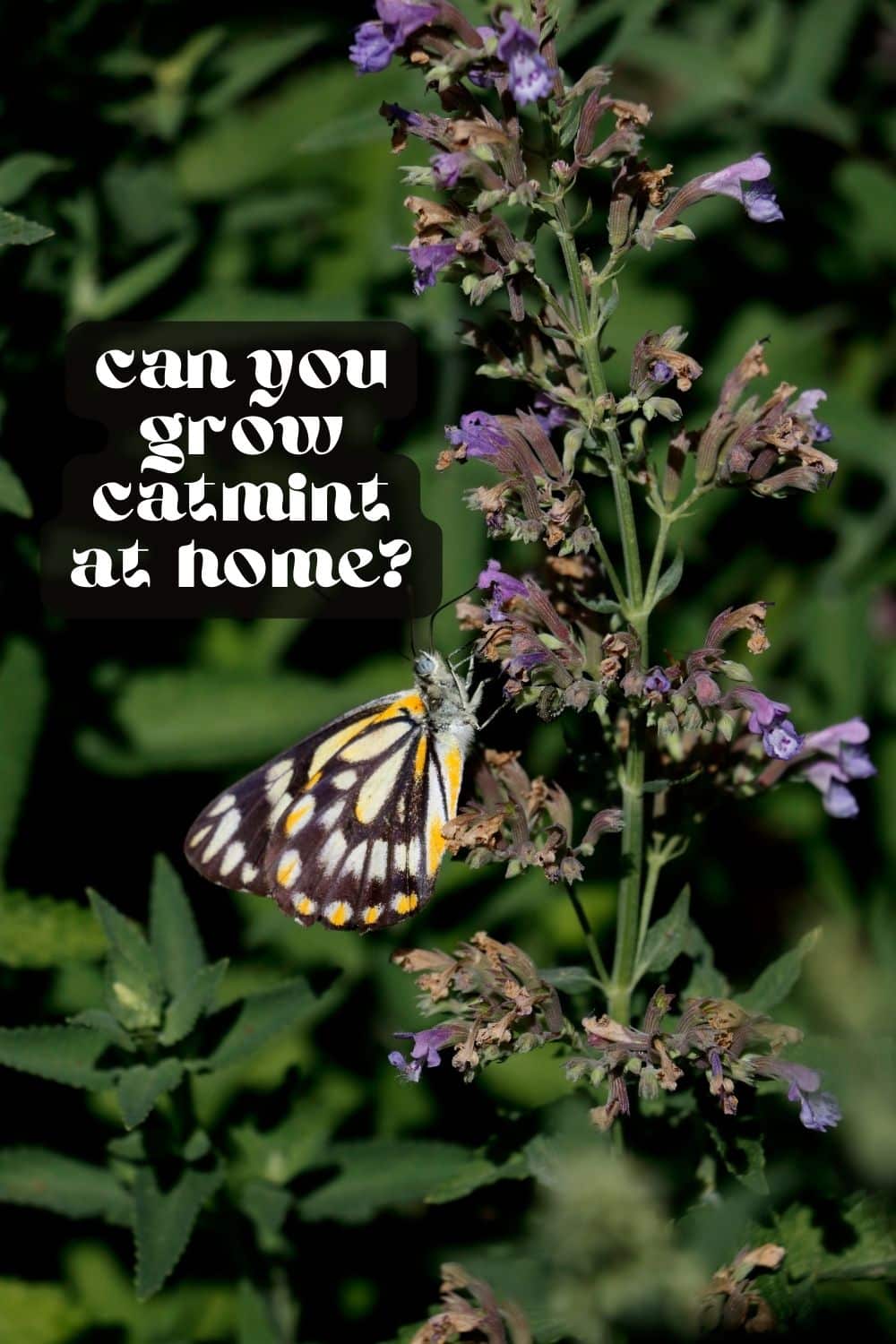 If you're looking for an easy and low-maintenance plant, catmint is an excellent choice. After all, who doesn't love a plant that will bloom for months, attract pollinators, AND is drought tolerant? Once you know how to grow catmint, you'll be surprised at how resilient and versatile this hardy perennial herb truly is.
