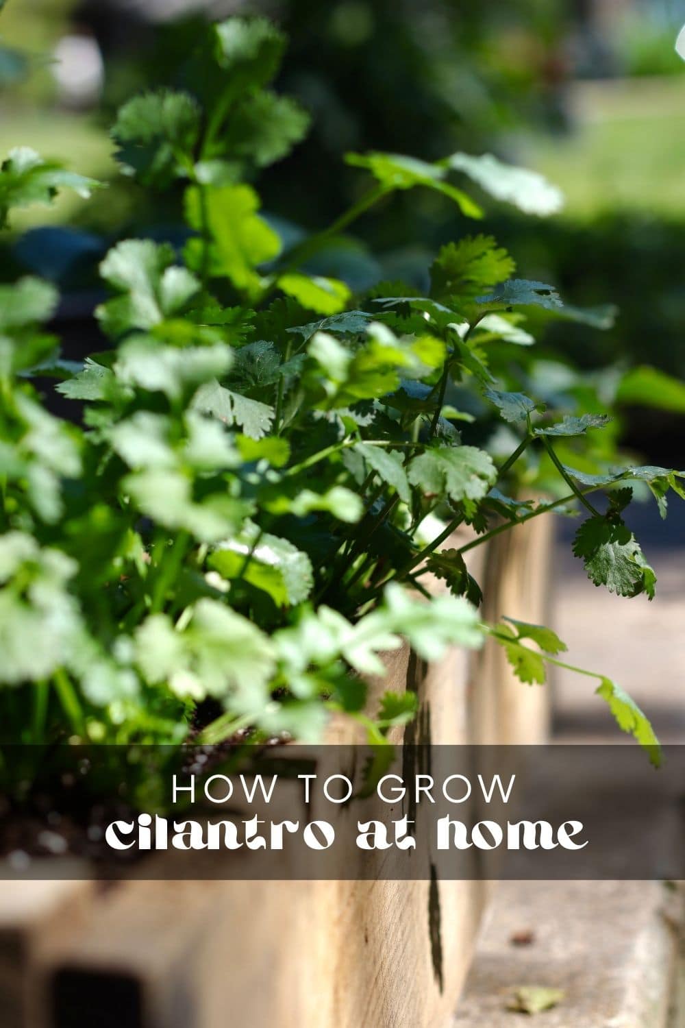 Whether you love or hate it, cilantro is one of the best herbs to grow at home! If you love the citrusy, peppery flavor of cilantro, you're in for a treat. It's so easy to grow and takes no time at all. Before you know it, you'll have an endless supply of fresh cilantro to use in your cooking.