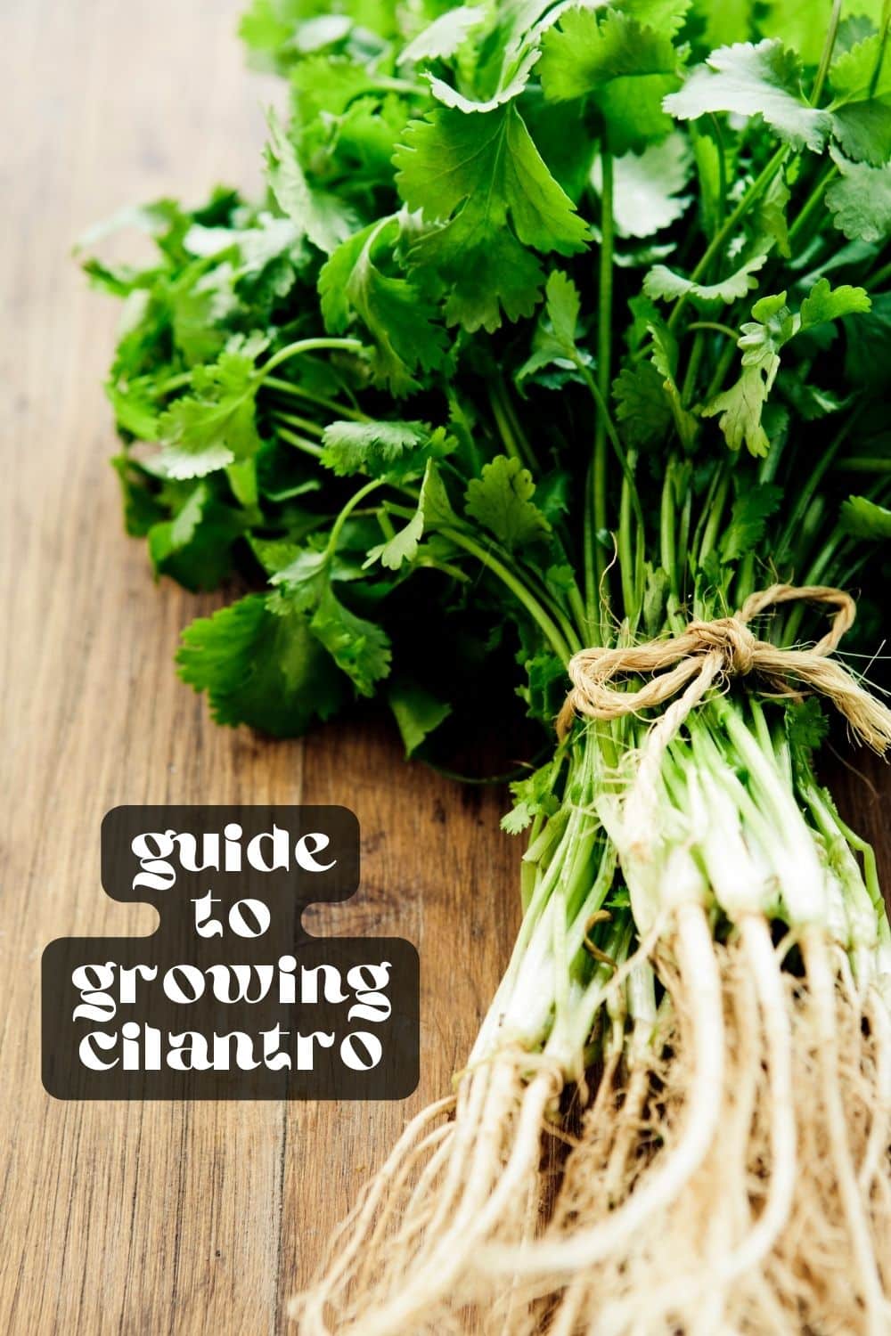 Whether you love or hate it, cilantro is one of the best herbs to grow at home! If you love the citrusy, peppery flavor of cilantro, you're in for a treat. It's so easy to grow and takes no time at all. Before you know it, you'll have an endless supply of fresh cilantro to use in your cooking.