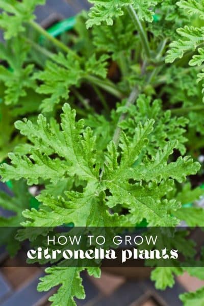 How to Grow Citronella Plants