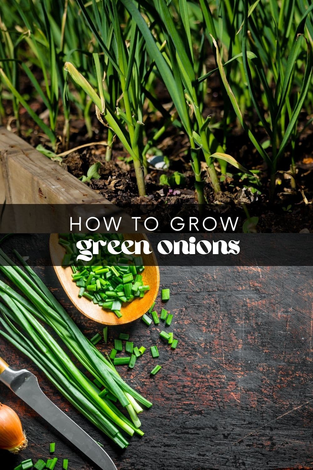Green onions are one of the easiest vegetables to grow. They can be grown indoors in small pots or outdoors in a garden bed. You can even regrow them from scraps! If you want to add some freshness to your meals without going to the grocery store, growing green onions at home is a great option. 