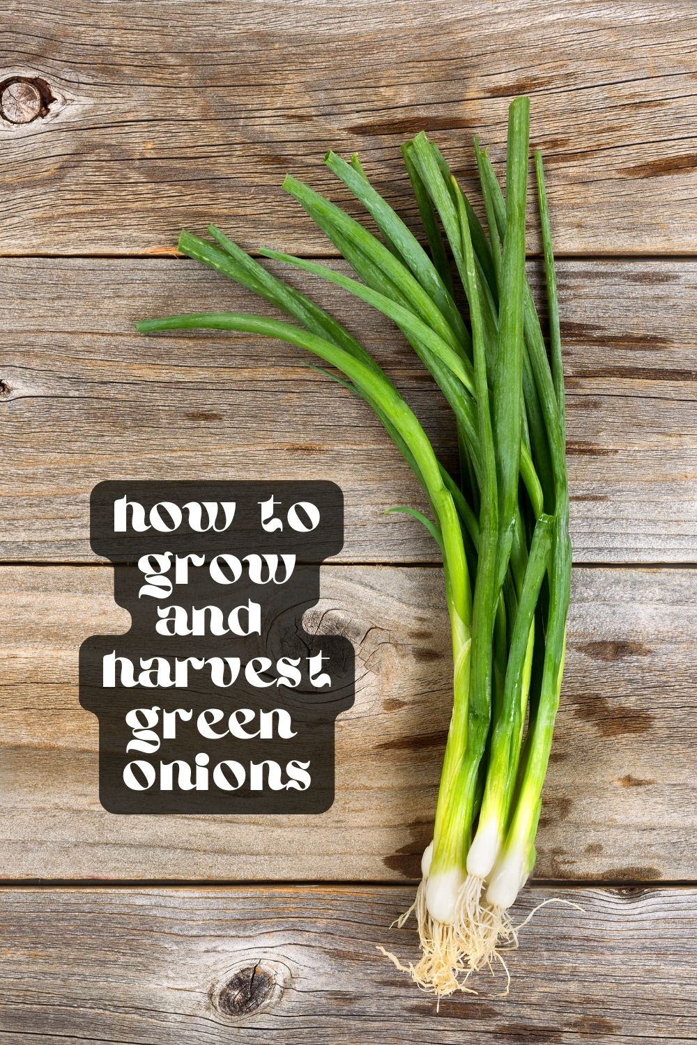 Green onions are one of the easiest vegetables to grow. They can be grown indoors in small pots or outdoors in a garden bed. You can even regrow them from scraps! If you want to add some freshness to your meals without going to the grocery store, growing green onions at home is a great option. 