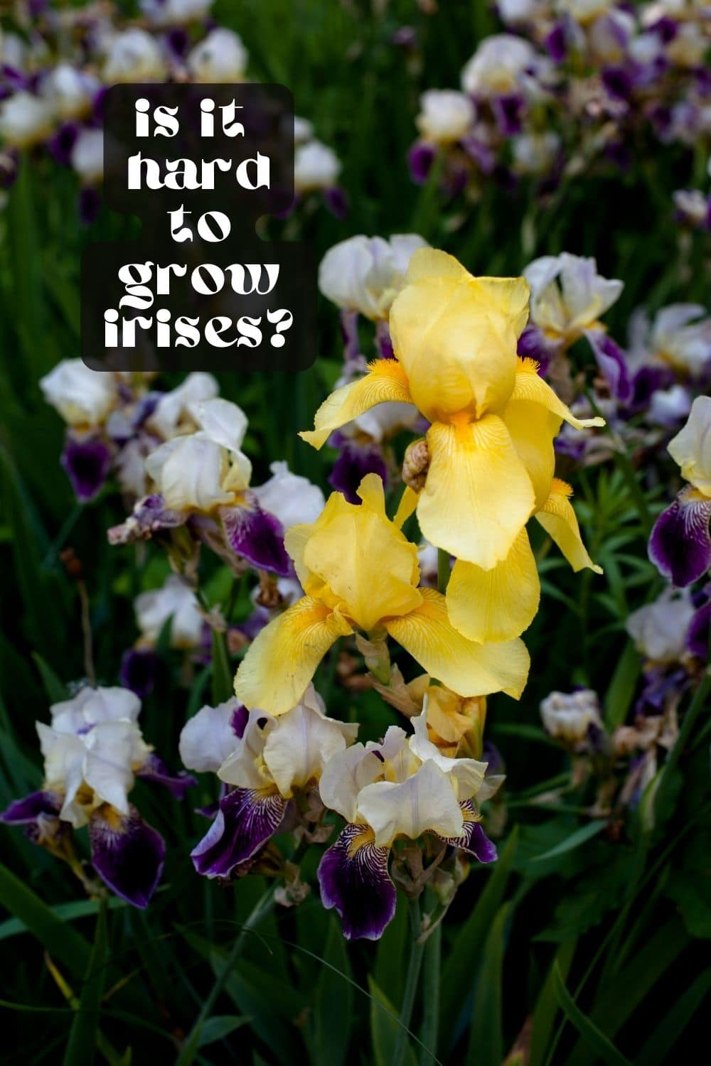 Are you looking for a beautiful and easy-to-grow flower? Irises may be the perfect choice for you! These stunning flowers come in various colors and sizes, making them a great addition to a home garden. However, there's more to irises than just aesthetics. There are many different types, each with unique characteristics and growing requirements.