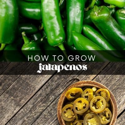 If you love a little spice, then growing jalapenos in your garden is a must! These delicious peppers are easy to grow in the right conditions and are a great addition to any dish. So don't waste any more money buying them at the store. Grow jalapenos yourself and enjoy them fresh from your own garden!