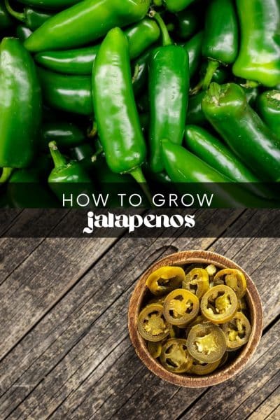 How to Grow Jalapenos