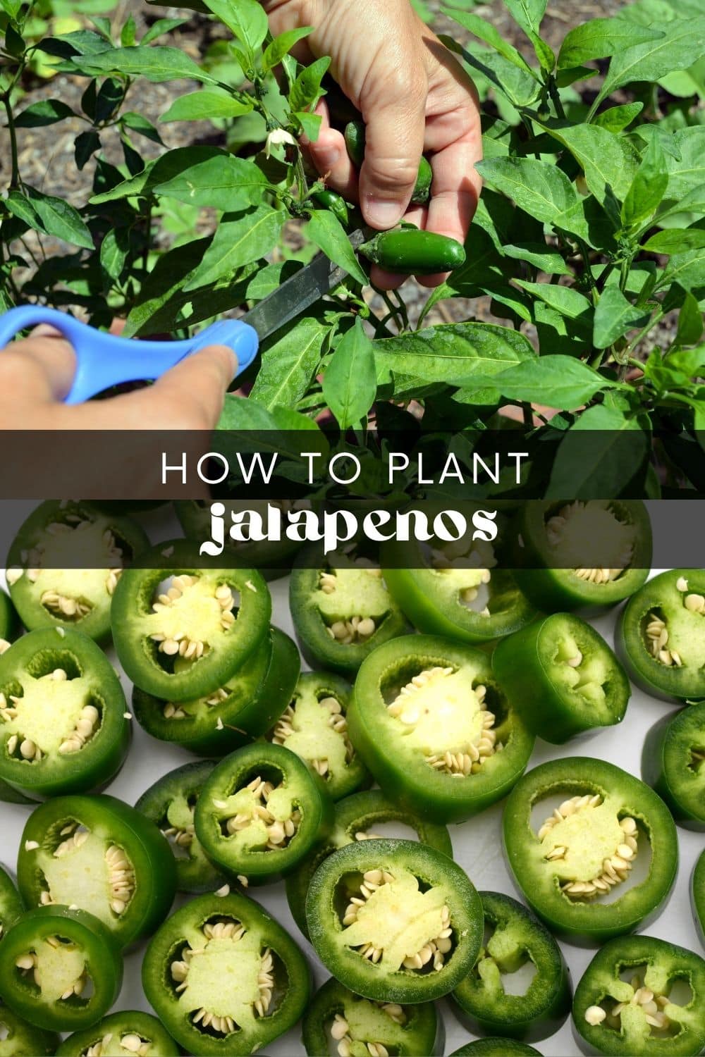 If you love a little spice, then growing jalapenos in your garden is a must! These delicious peppers are easy to grow in the right conditions and are a great addition to any dish. So don't waste any more money buying them at the store. Grow jalapenos yourself and enjoy them fresh from your own garden!