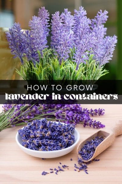 How to Grow Lavender in Containers