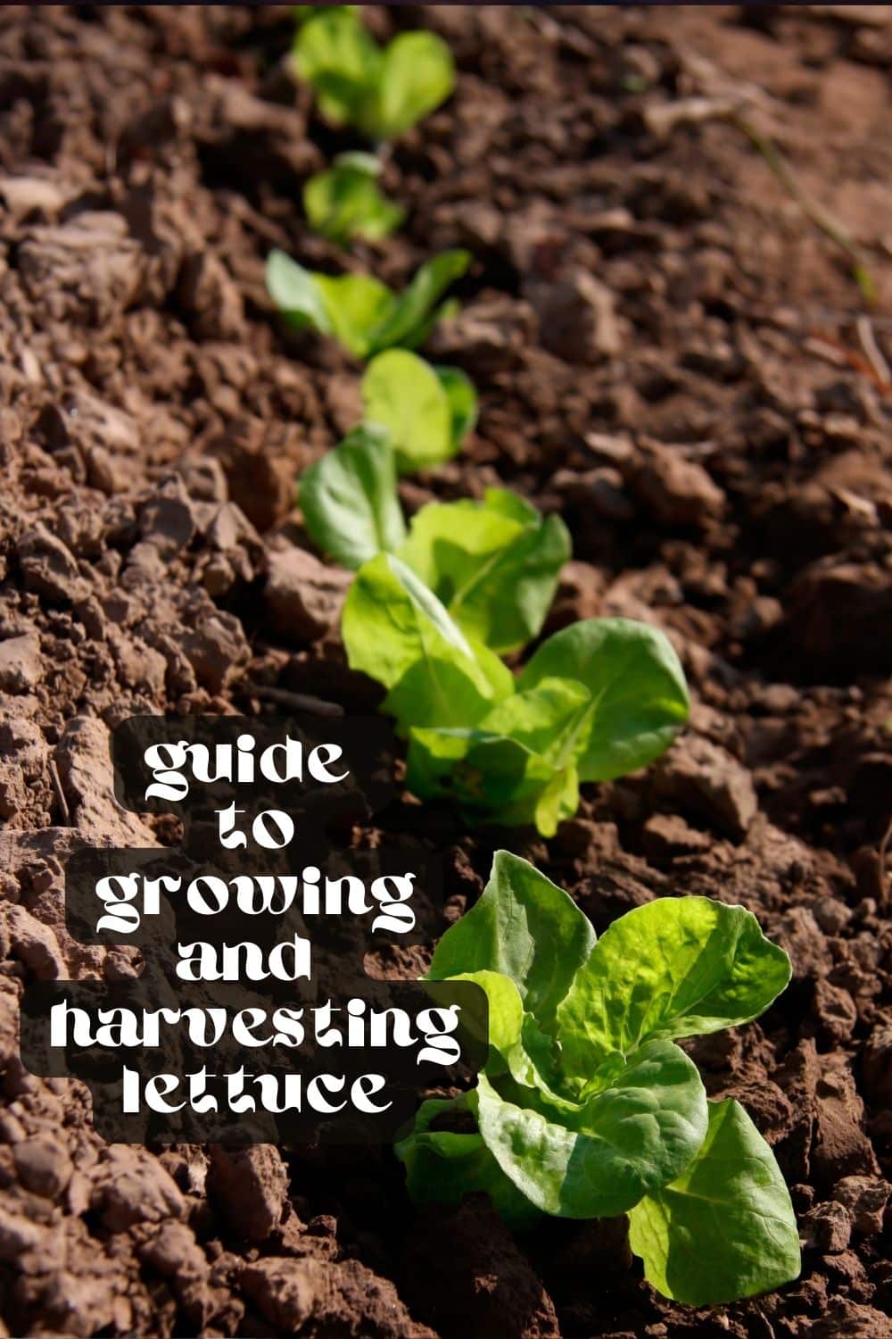 Growing your own food can be super rewarding. Not only will it save you money in the long run, but you'll love knowing exactly where your food has come from. But which food should you try growing first? Well, lettuce is a great place to start! If you've been considering growing and harvesting your own lettuce, this is your sign to go for it. 