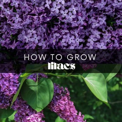 Finding plants that’ll thrive in your garden can be hard if you live in a cooler climate. However, one beautiful flower can handle the cold: lilacs. These sweet-smelling flowers are incredibly easy to care for and can add a touch of elegance to any garden!