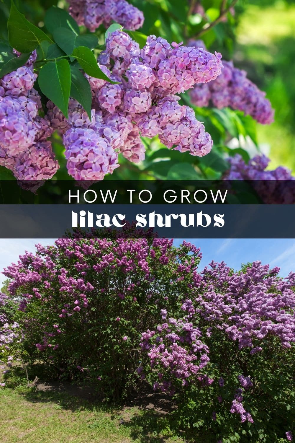 Finding plants that’ll thrive in your garden can be hard if you live in a cooler climate. However, one beautiful flower can handle the cold: lilacs. These sweet-smelling flowers are incredibly easy to care for and can add a touch of elegance to any garden!