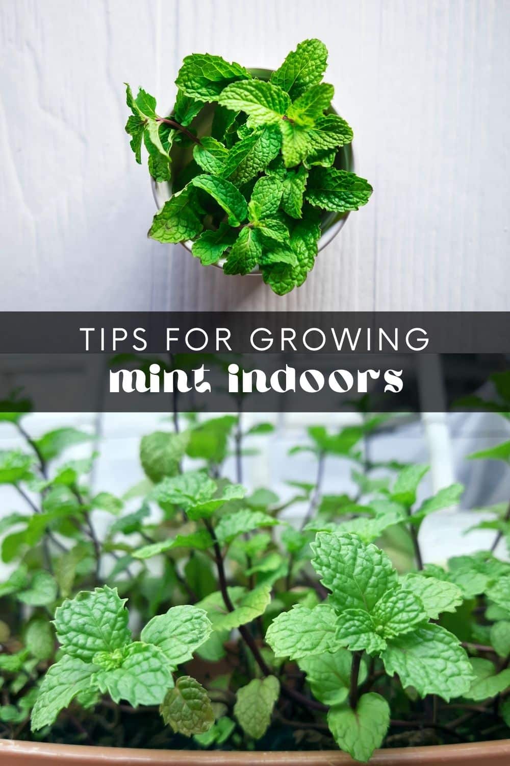 Mint is one of the easiest herbs to grow indoors. It does well in containers and thrives on a sunny windowsill! Growing mint indoors ensures a fresh supply of this fragrant herb year-round – perfect for adding to your cooking, teas, or cocktails.