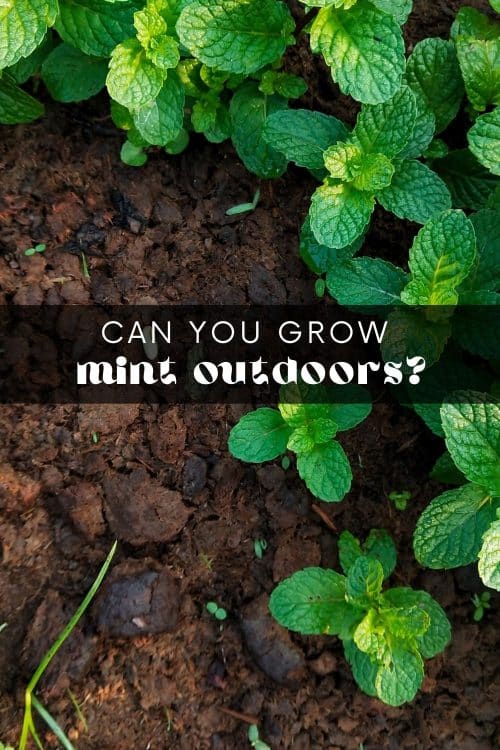 How to Grow Mint Outdoors - 8 Tips and Tricks - Dirt and Dough