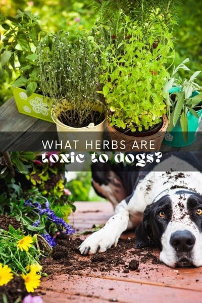 What Herbs Are Toxic to Dogs?