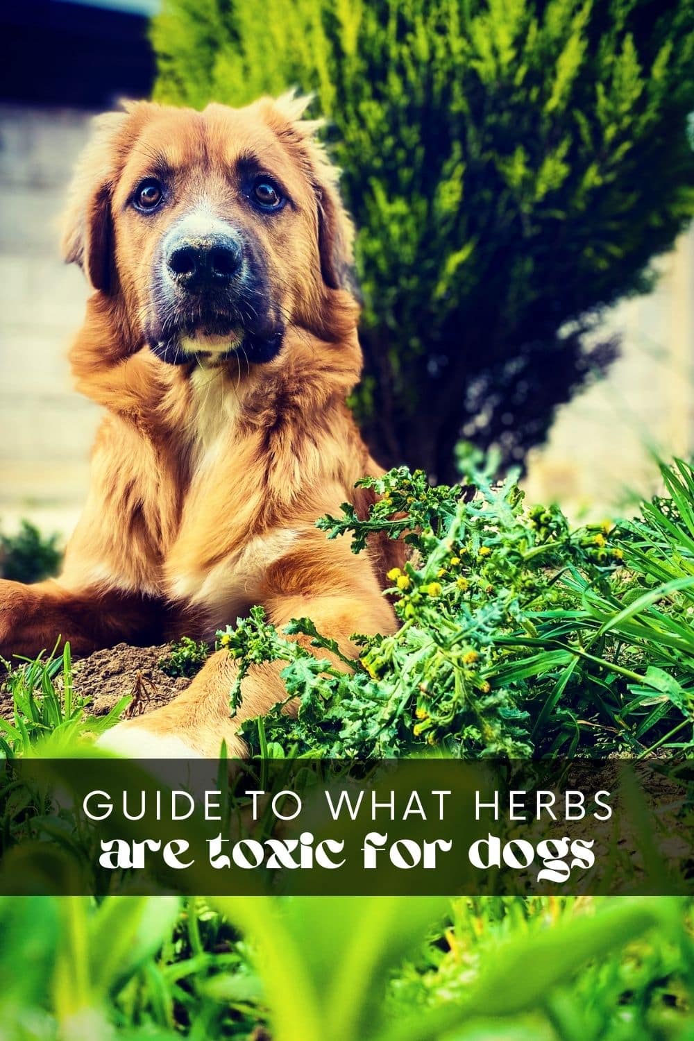 Dogs are more than just pets; they’re part of the family. As such, it's important to keep them safe and healthy. Letting your furry friend finish your dinner leftovers may be tempting, but it's not always the best idea. Some herbs and spices we regularly use to flavor our meals can actually be toxic to dogs!