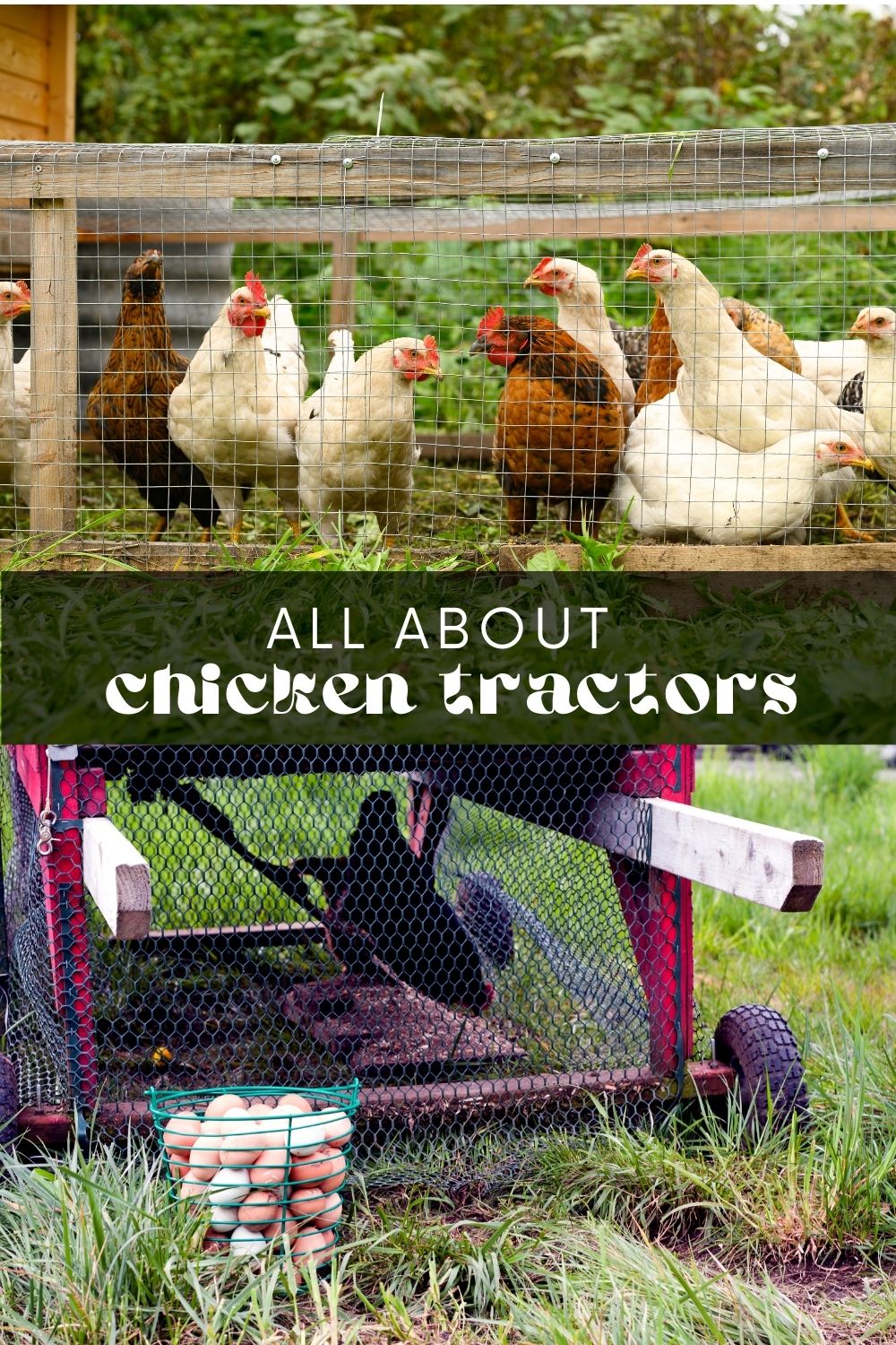 A chicken tractor is a portable chicken coop that can be easily moved around a yard or garden. It is designed to allow chickens to forage for insects and greens while providing them with a safe place to sleep and lay eggs. Chicken tractors can be a great way to have fresh eggs and fertilize your garden at the same time.