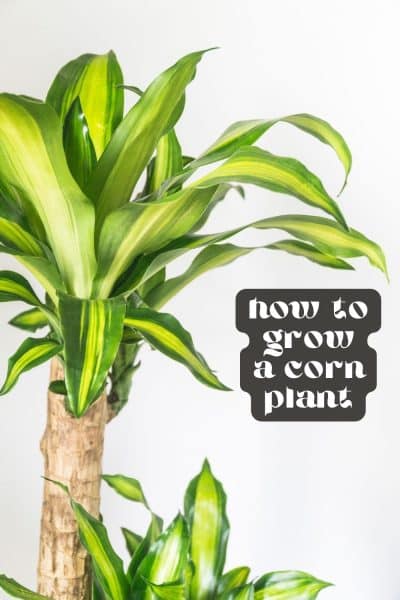 How to Grow a Corn Plant