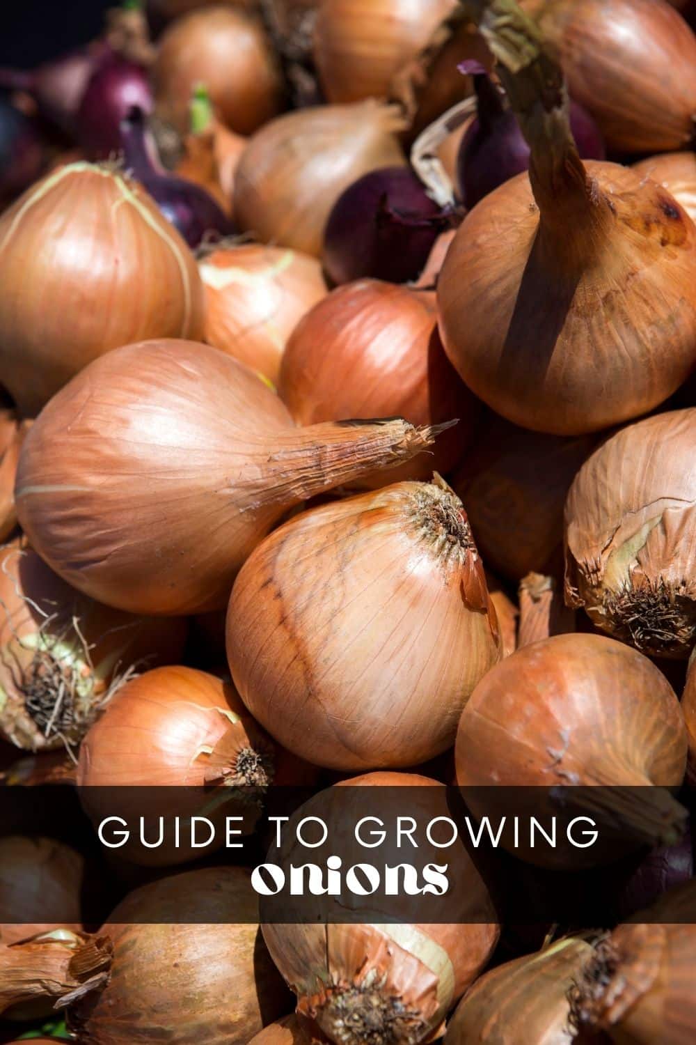If you're looking for a low-maintenance crop that won't take up much space, onions are a great choice. There are many onion varieties to choose from, and you can grow them from seeds, sets, or transplants. But before you begin planting, there are a few things to consider.