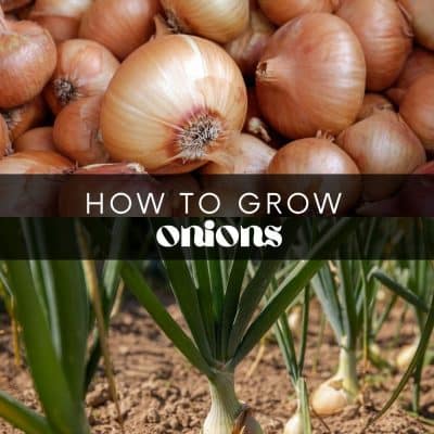 If you're looking for a low-maintenance crop that won't take up much space, onions are a great choice. There are many onion varieties to choose from, and you can grow them from seeds, sets, or transplants! But before you begin planting, there are a few things to consider.