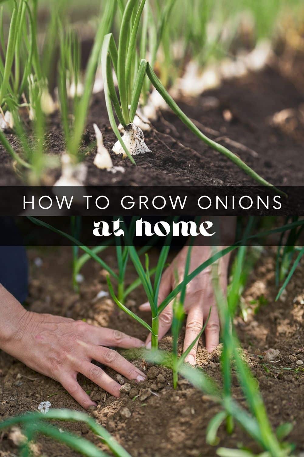 If you're looking for a low-maintenance crop that won't take up much space, onions are a great choice. There are many onion varieties to choose from, and you can grow them from seeds, sets, or transplants. But before you begin planting, there are a few things to consider.