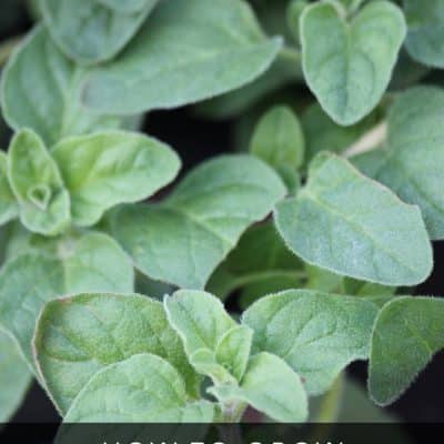 Growing oregano at home couldn't be easier. It grows well outside and indoors and requires very little maintenance! Add some oregano to your existing herb garden or start a new one, and enjoy fresh, fragrant oregano anytime.