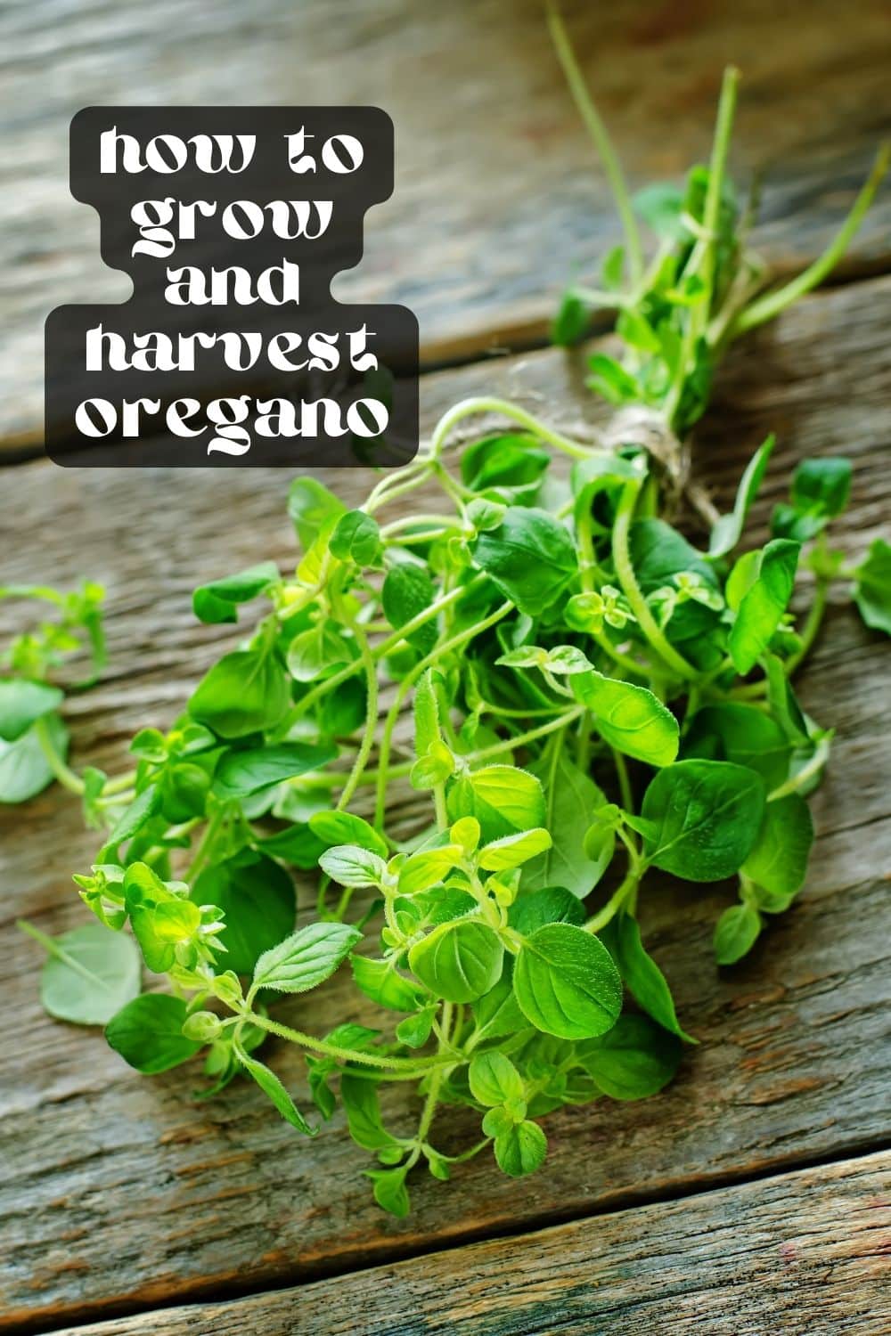 Growing oregano at home couldn't be easier. It grows well outside and indoors and requires very little maintenance! Add some oregano to your existing herb garden or start a new one, and enjoy fresh, fragrant oregano anytime.