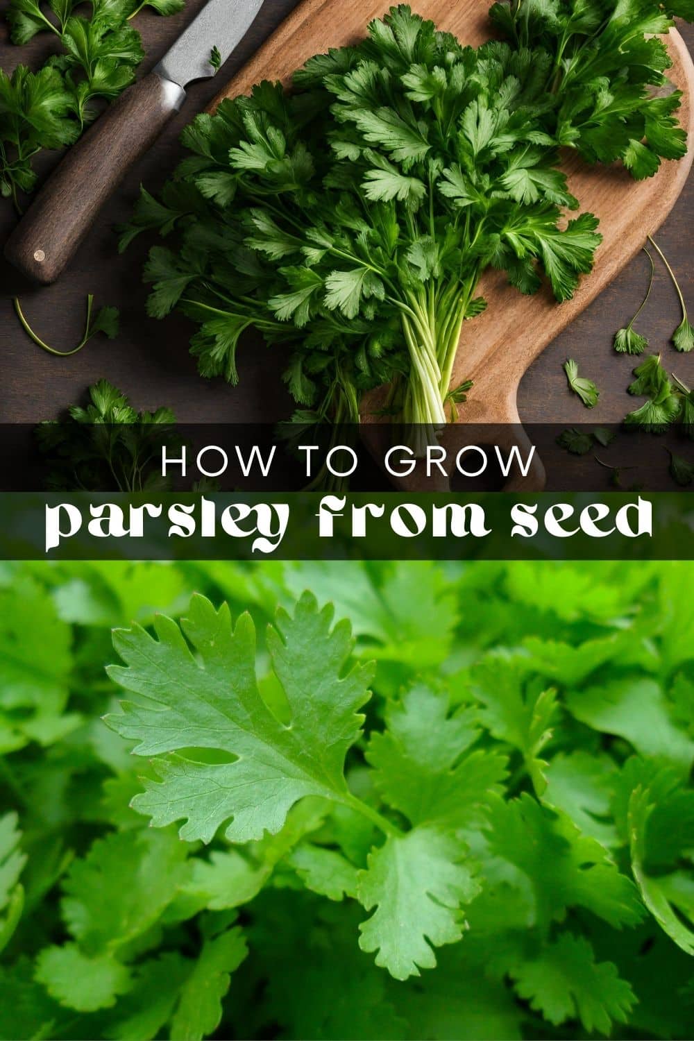 With a compact growth habit and delicate leaves, parsley is the perfect addition to your herb garden. It’s easily grown in small spaces, pots, or even on windowsills! Learn how to grow parsley, and then use it to garnish your meals or add flavor to soups and stews.