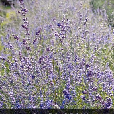 Who doesn't love a plant you can grow with little to no effort? Russian sage is a good choice for beginners or anyone who wants a hands-off approach to gardening. Just give it the right conditions, and it'll do the rest for you! 