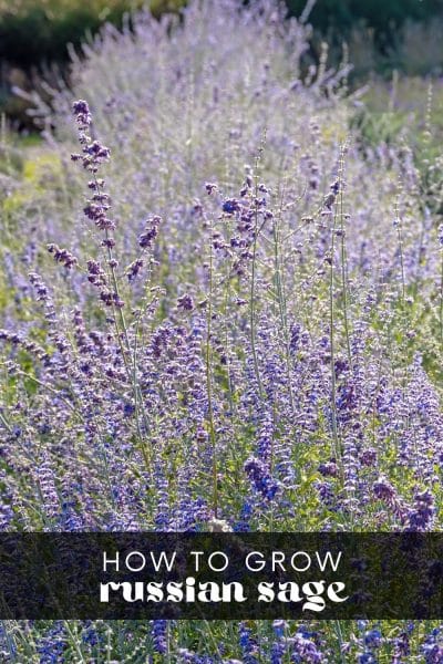 How to Grow Russian Sage
