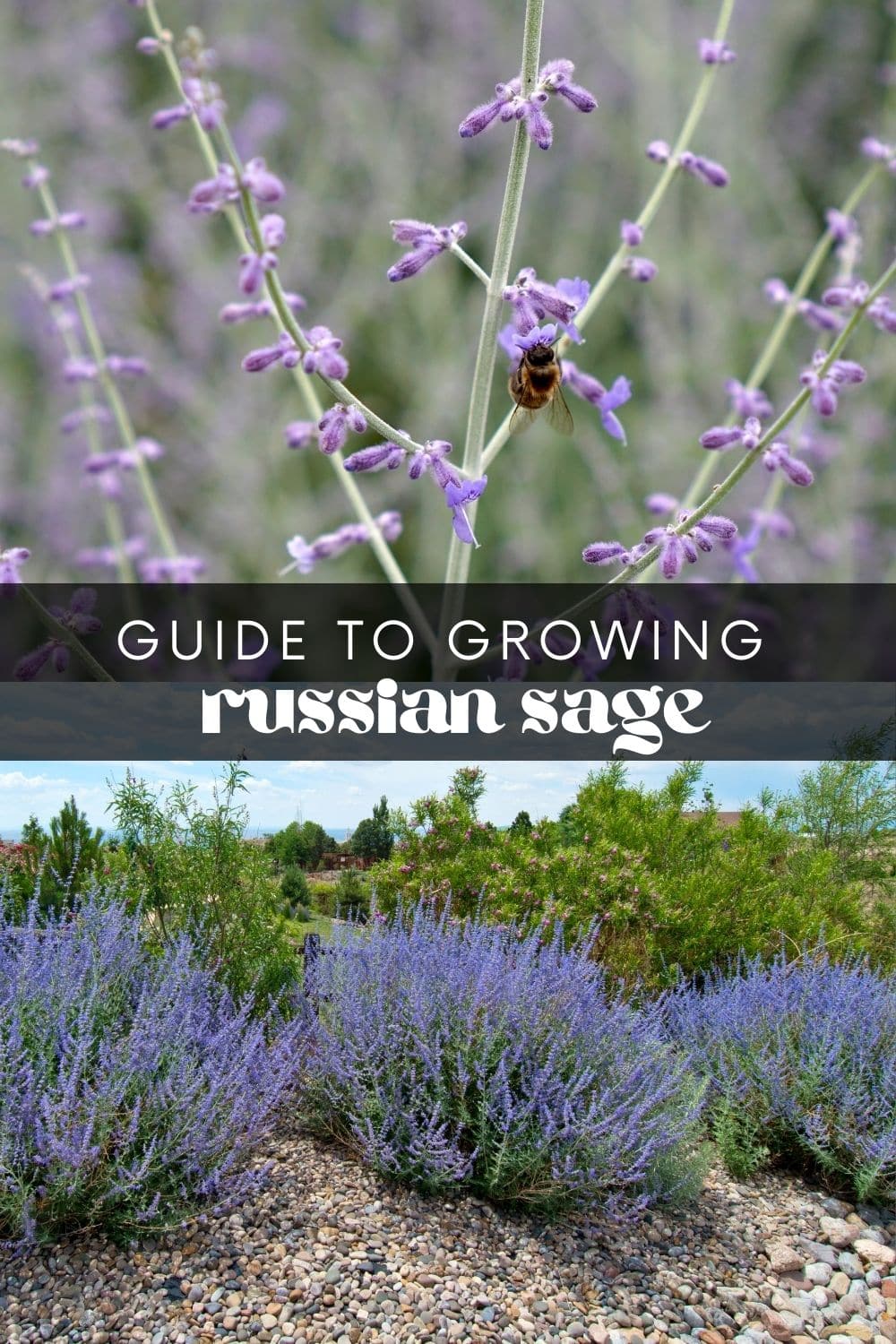 Who doesn't love a plant you can grow with little to no effort? Russian sage is a good choice for beginners or anyone who wants a hands-off approach to gardening. Just give it the right conditions, and it'll do the rest for you! 