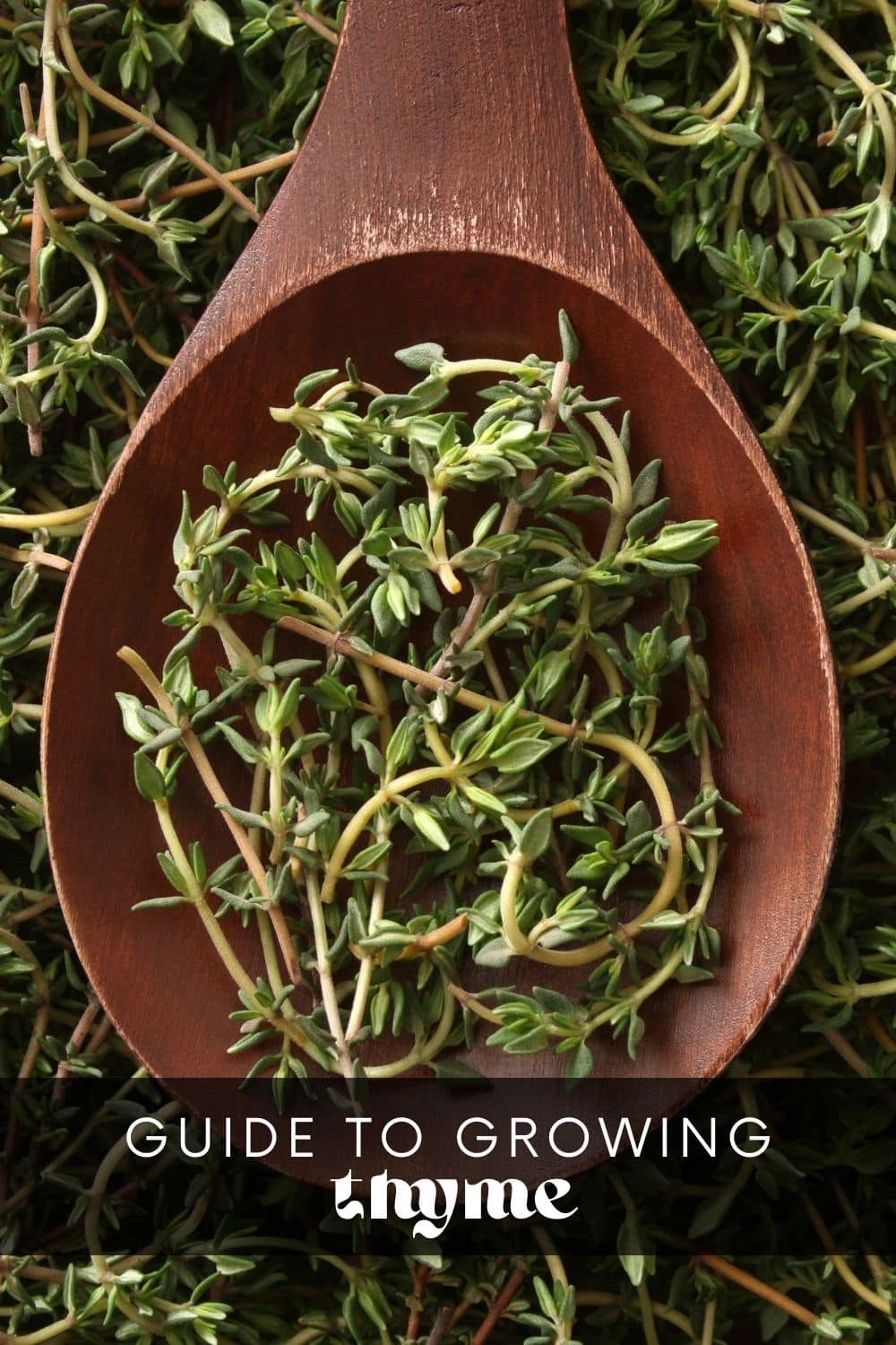 If you're looking for a drought-resistant herb that can be grown in containers, thyme is the perfect choice! It's super easy to grow, making it a great herb for beginner gardeners. Discover how to grow thyme and get ready to add a pop of flavor to your recipes!