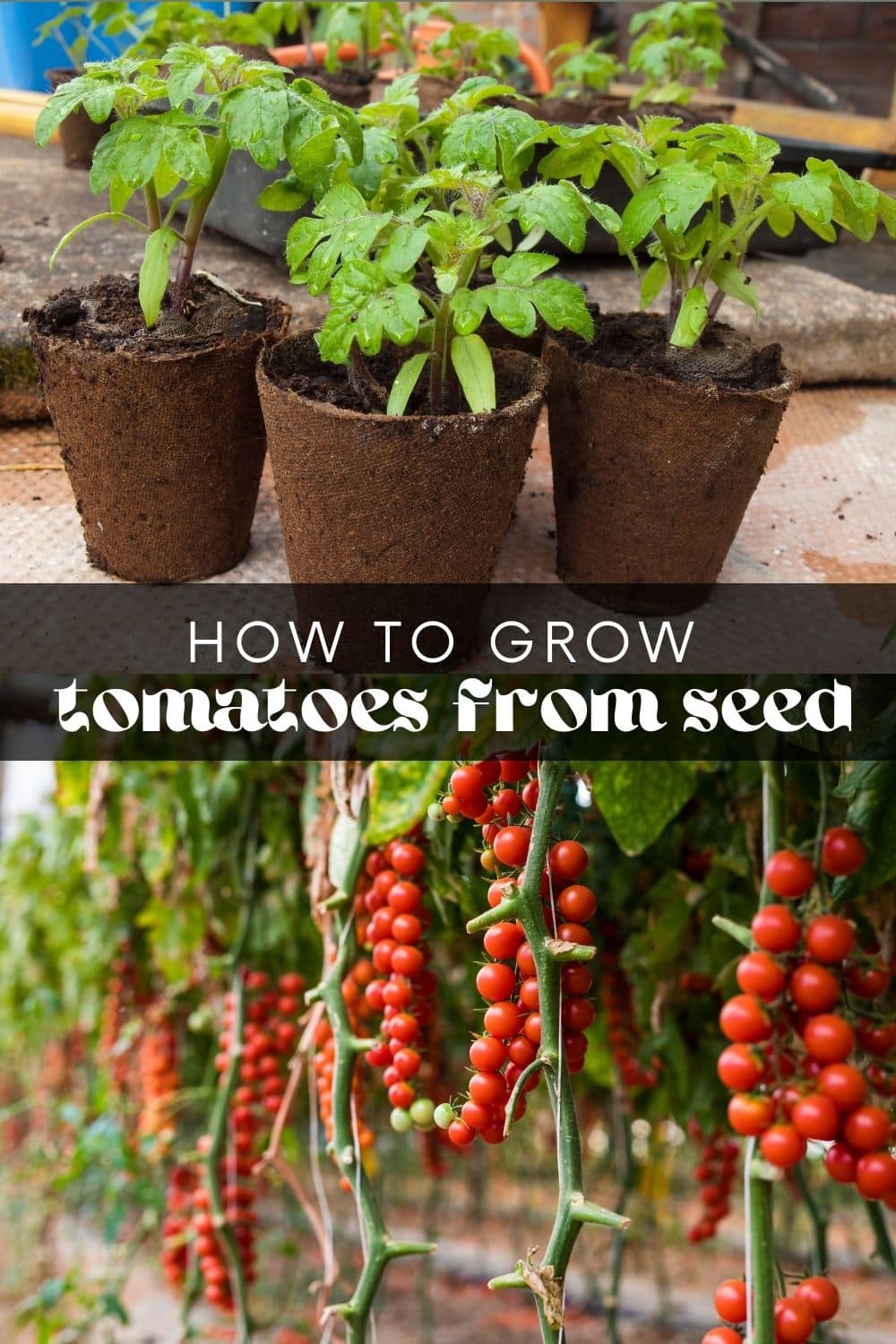 Growing tomatoes at home is super easy and requires little maintenance. All they need is good soil, enough sun, and plenty of water! Anyone can learn how to grow tomatoes, no matter how much gardening experience you have.