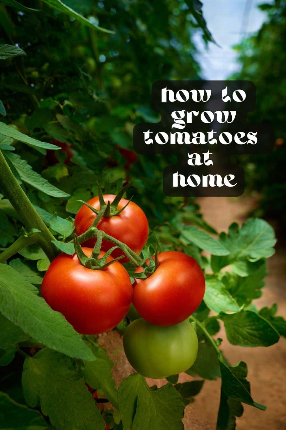 Growing tomatoes at home is super easy and requires little maintenance. All they need is good soil, enough sun, and plenty of water! Anyone can learn how to grow tomatoes, no matter how much gardening experience you have.
